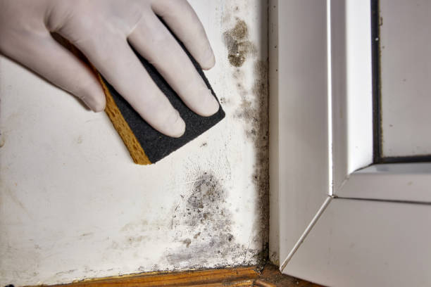 Best Emergency Mold Remediation  in Cave Creek, AZ